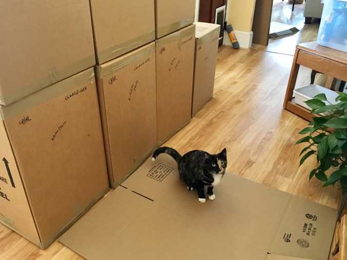 Cat with boxes.